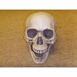 Realistic Plastic Skull
