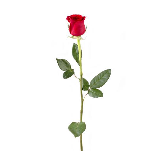 Single Rose On Stem Assorted Colours