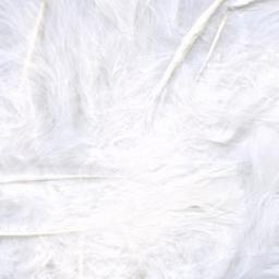 white feathers.jpg
