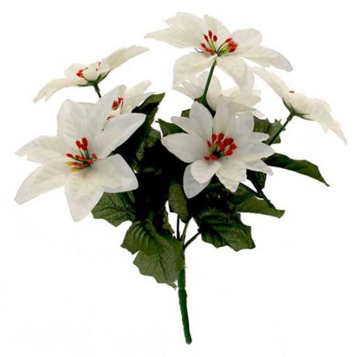 White Poinsettia Bush