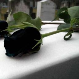 black-rose-seeds-rare.jpg