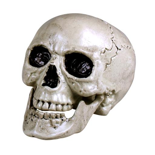 Skull Maxilla with movable jaw