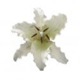 culpitt-gumpaste-stargazer-lily-p8198-32862_thumbmini.jpg